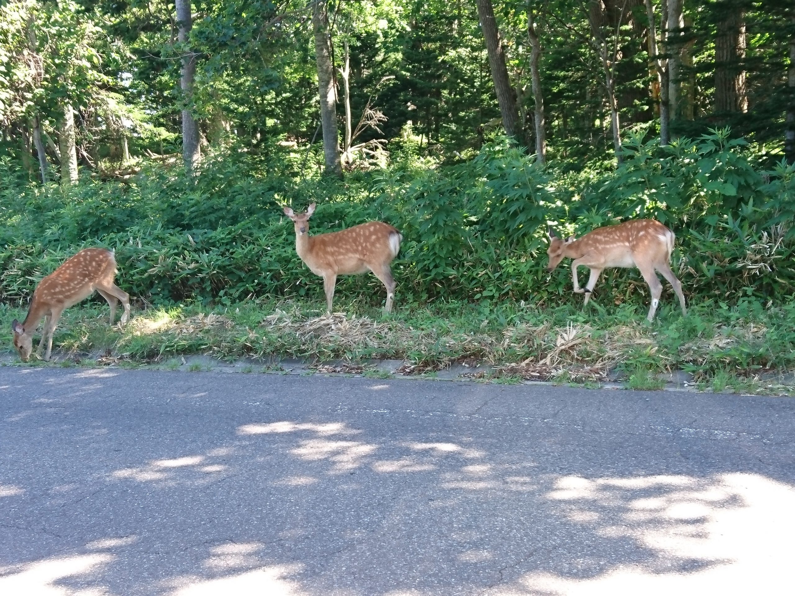 夏の真ん中に