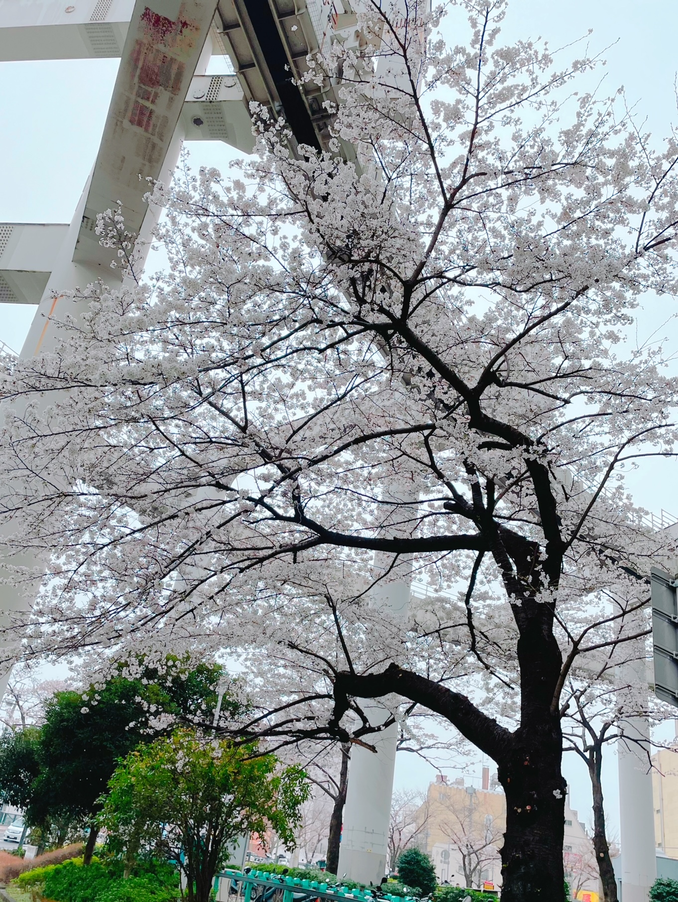桜開花予想