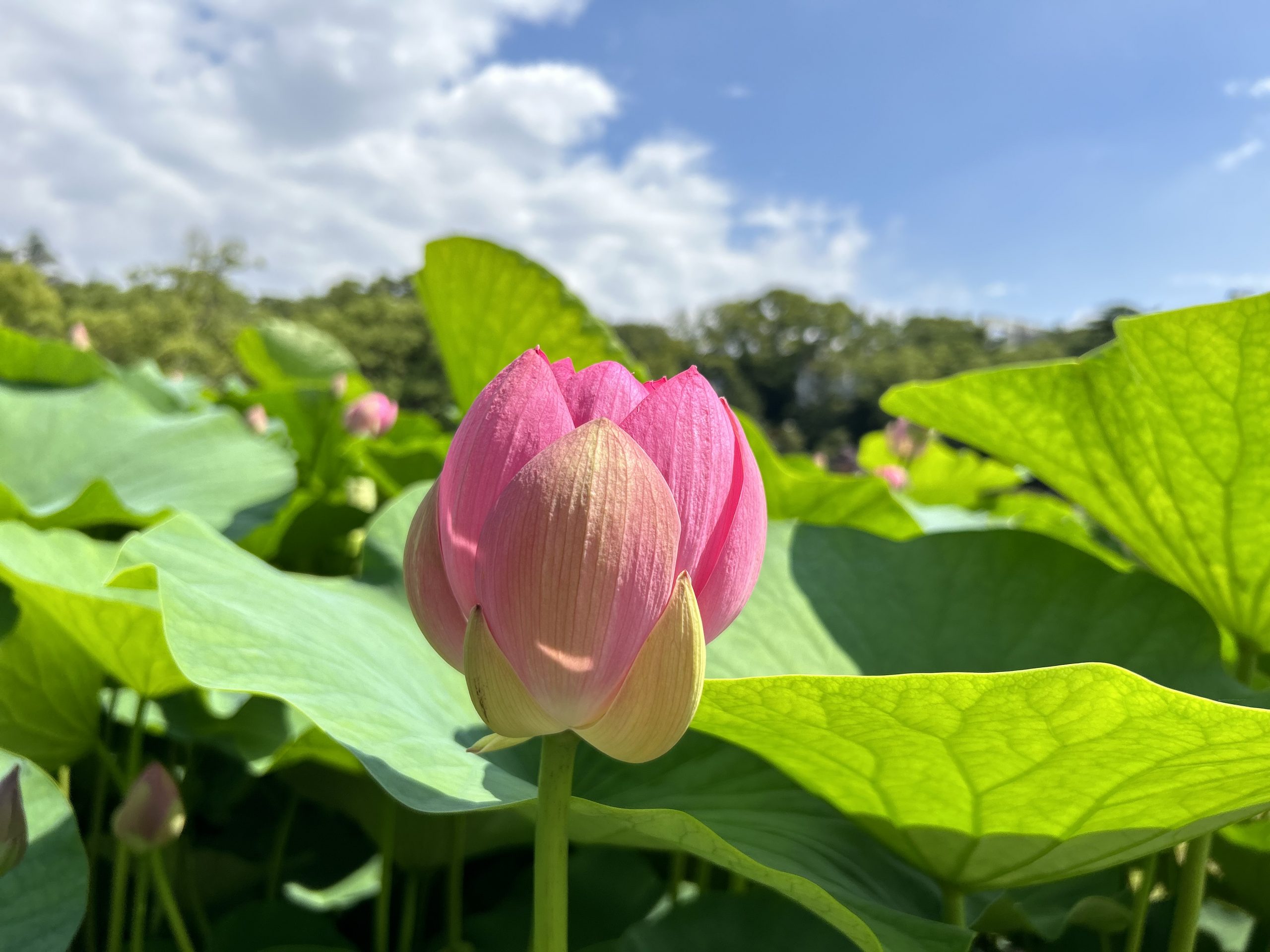 千葉公園の大賀ハス