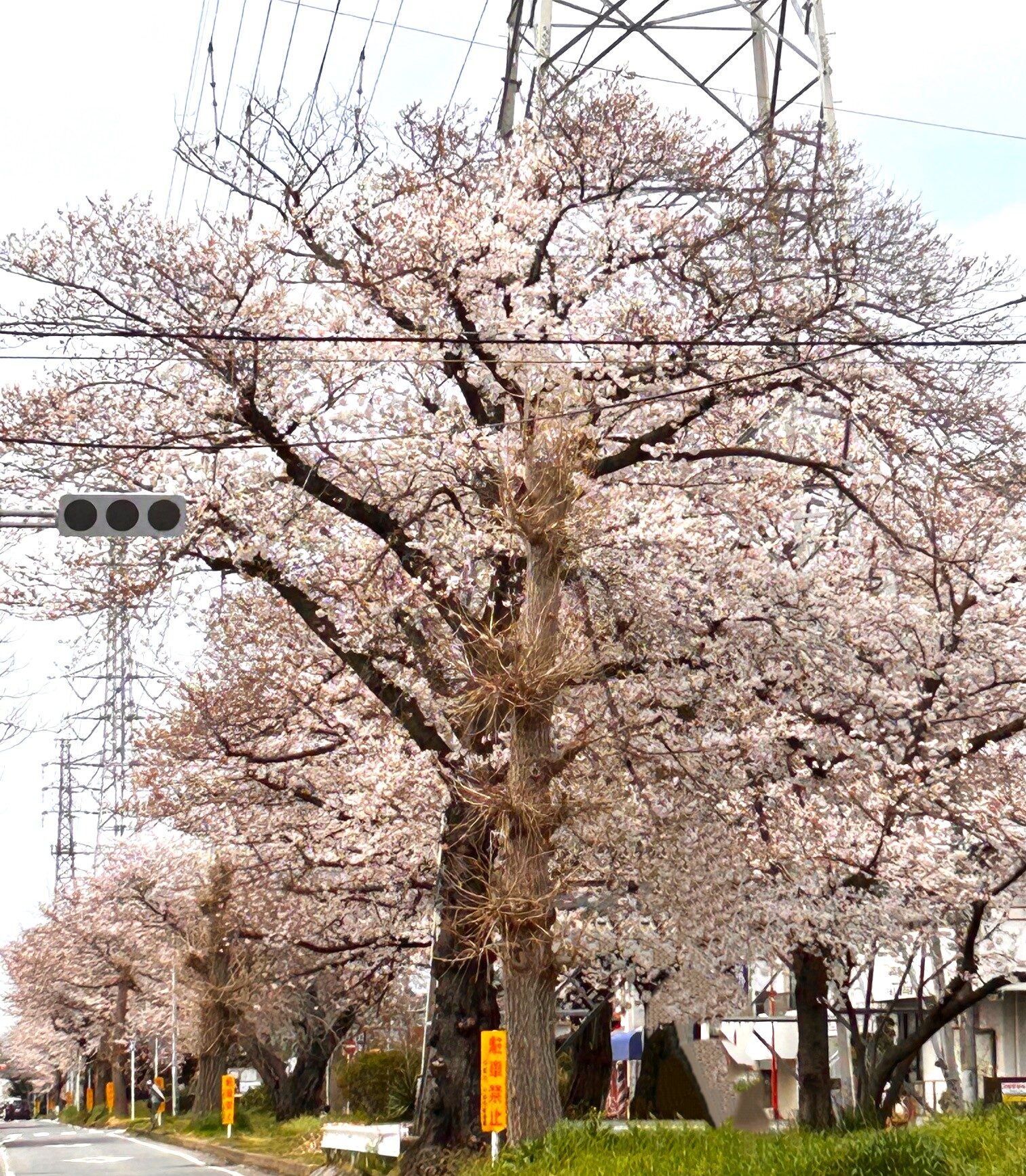 桜