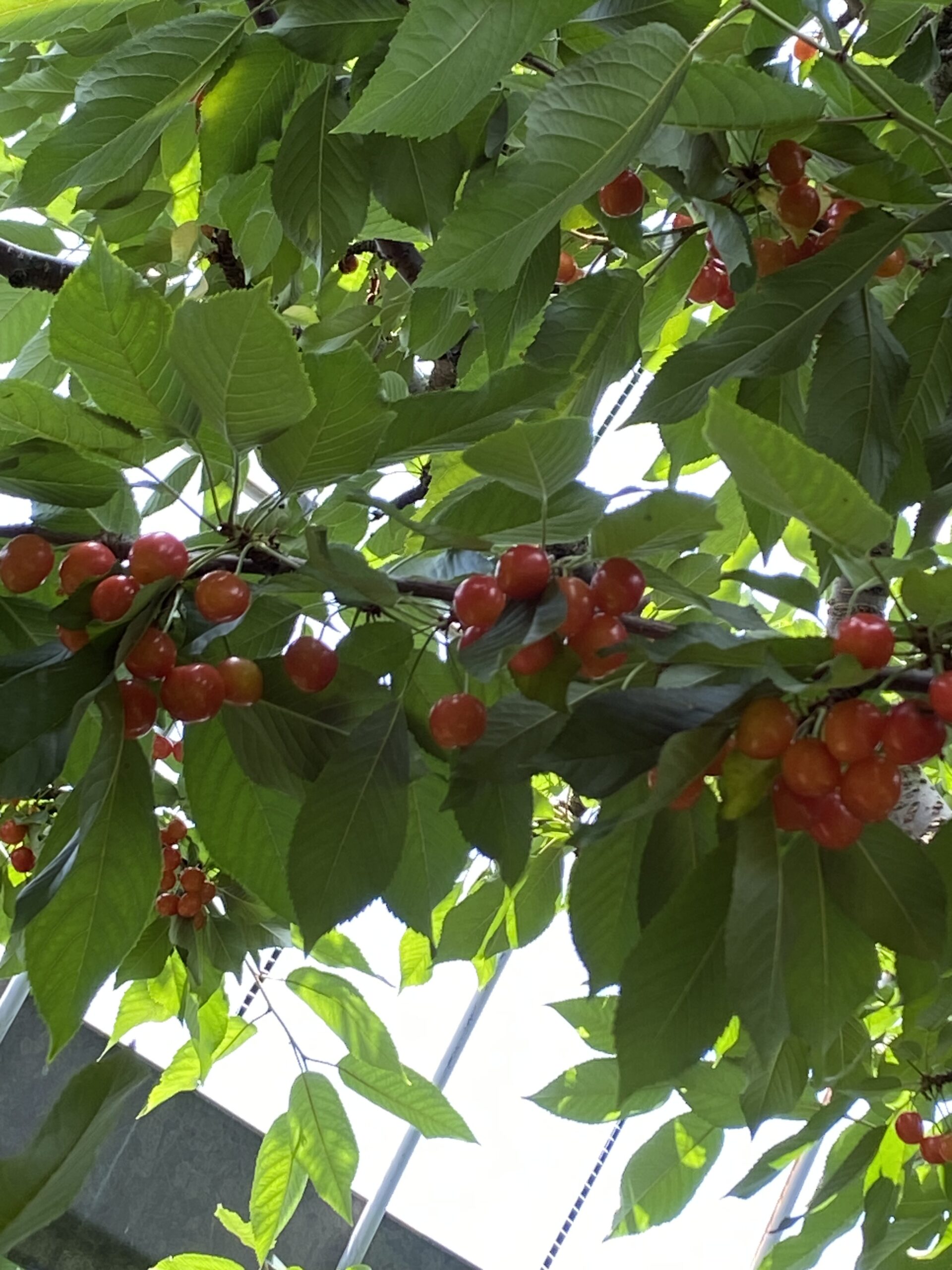 3年越しの悲願さくらんぼ狩り🍒(山梨県)日帰り旅